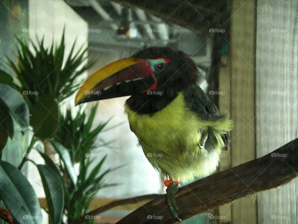 Tucan