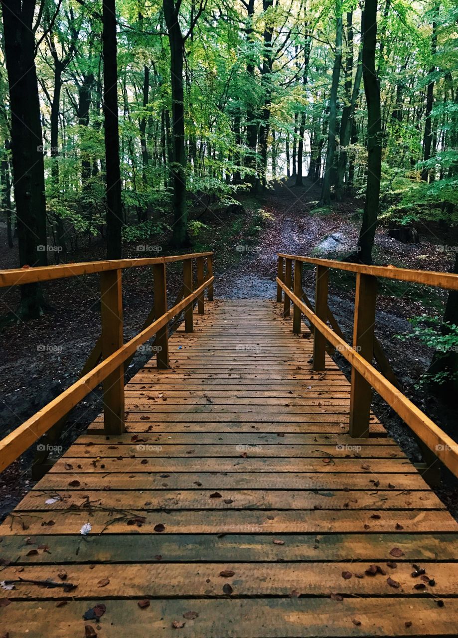 View of boardwalk in forest
