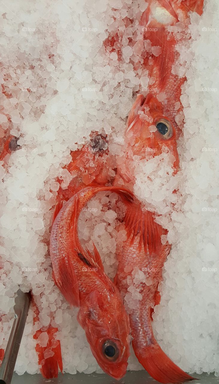 red snapper fish on retail display
