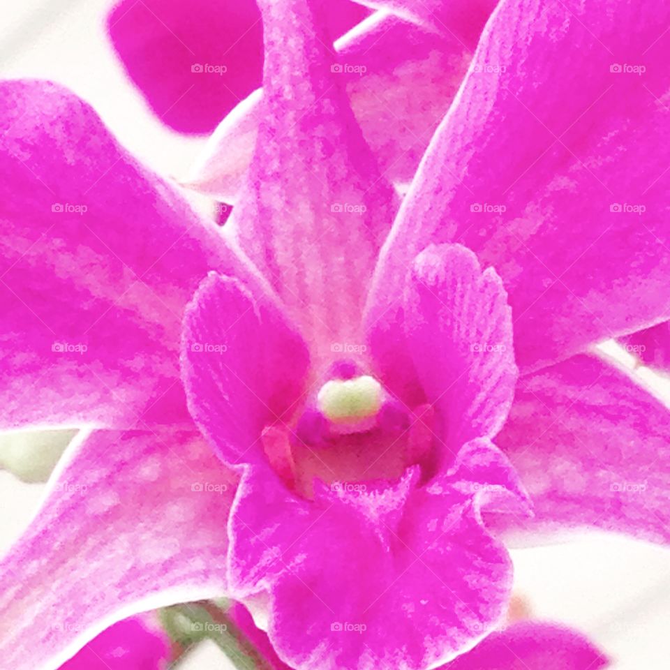 Macro pink orchid close-up spa background 