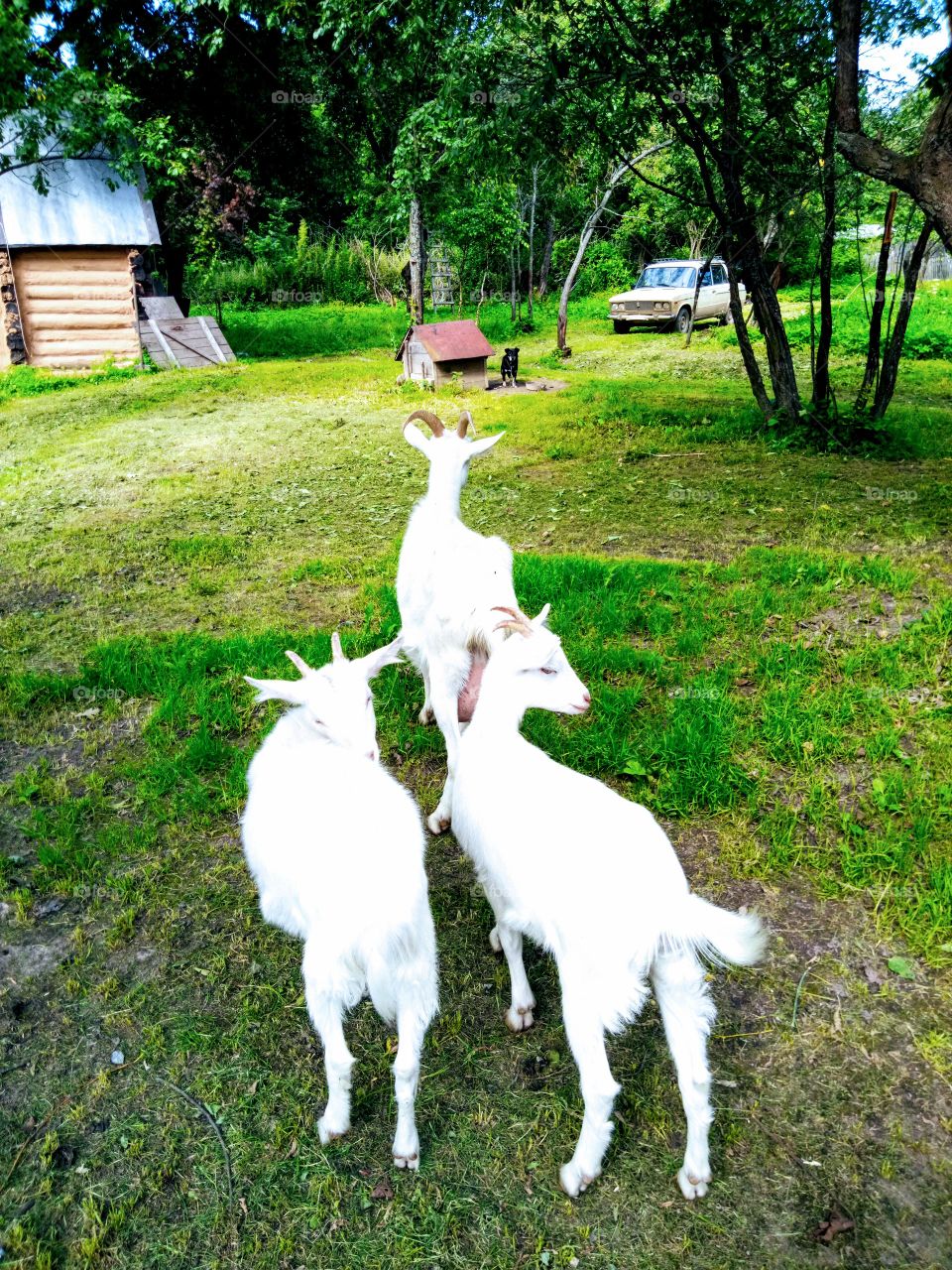 козы идут в поле