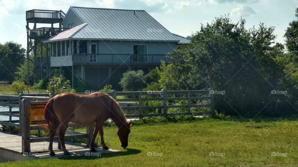 Wild Mustang of Corolla, NC