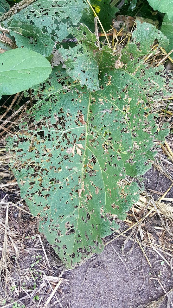 large leaf eaten away by bugs