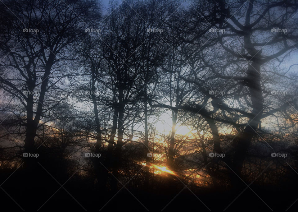 Sunset in a Surrey woodland garden