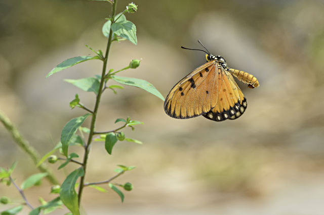 flying butterfly.