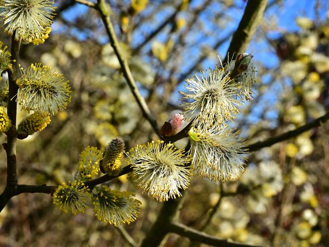 springtime