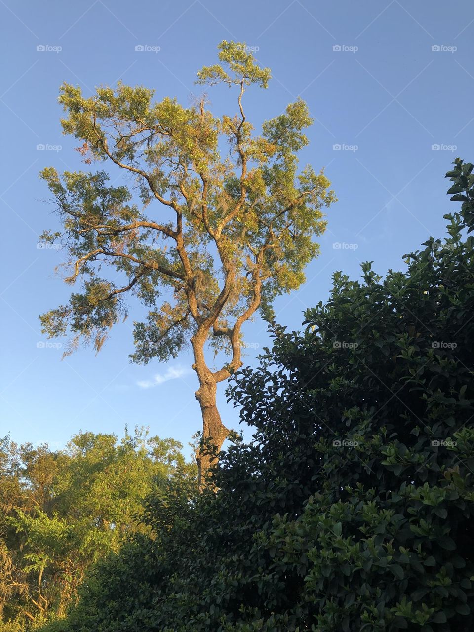 Very large plants old and very tall oak dark green tree logustrum hedge and other bushes