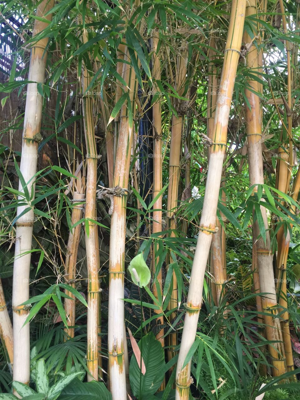Bamboo 