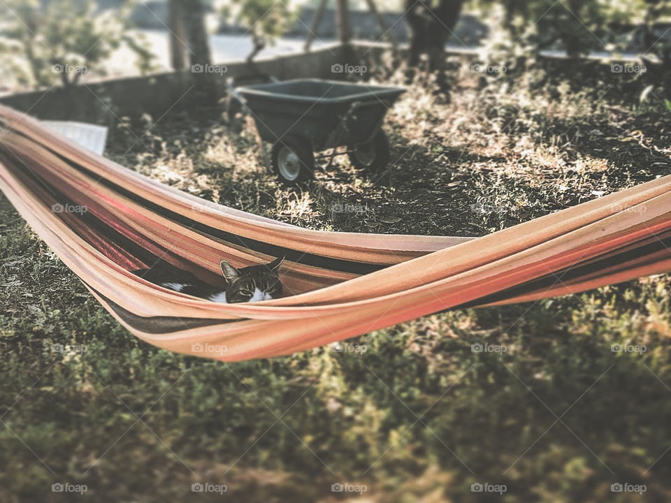 A tabby & white cat peeks out of a hammock hung in the garden