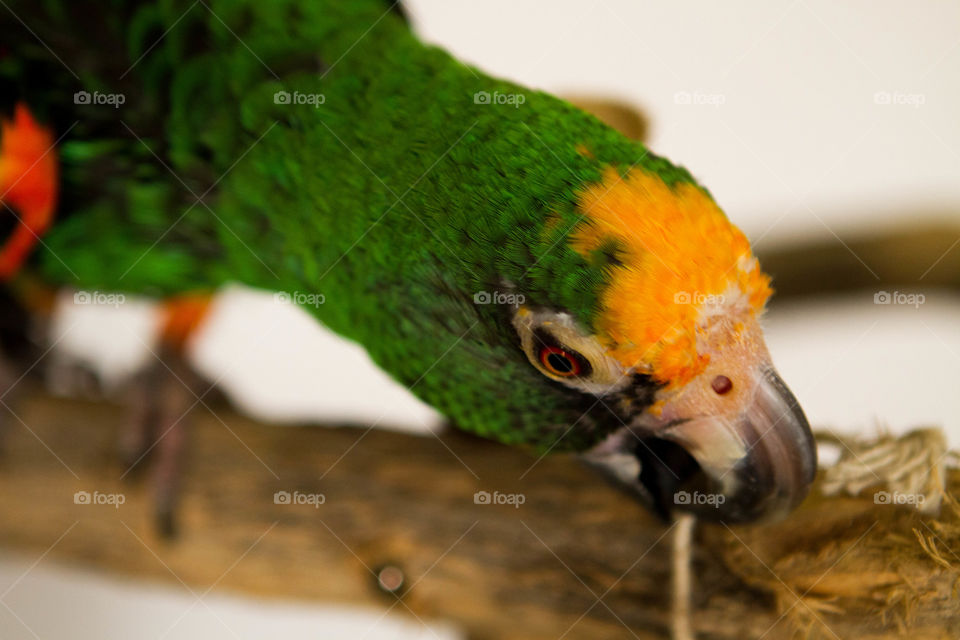 Krypto is a Jardine parrot. He is named after Supermans kryptonite.  