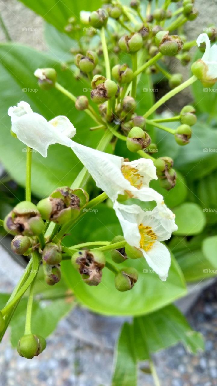 White flower on the park