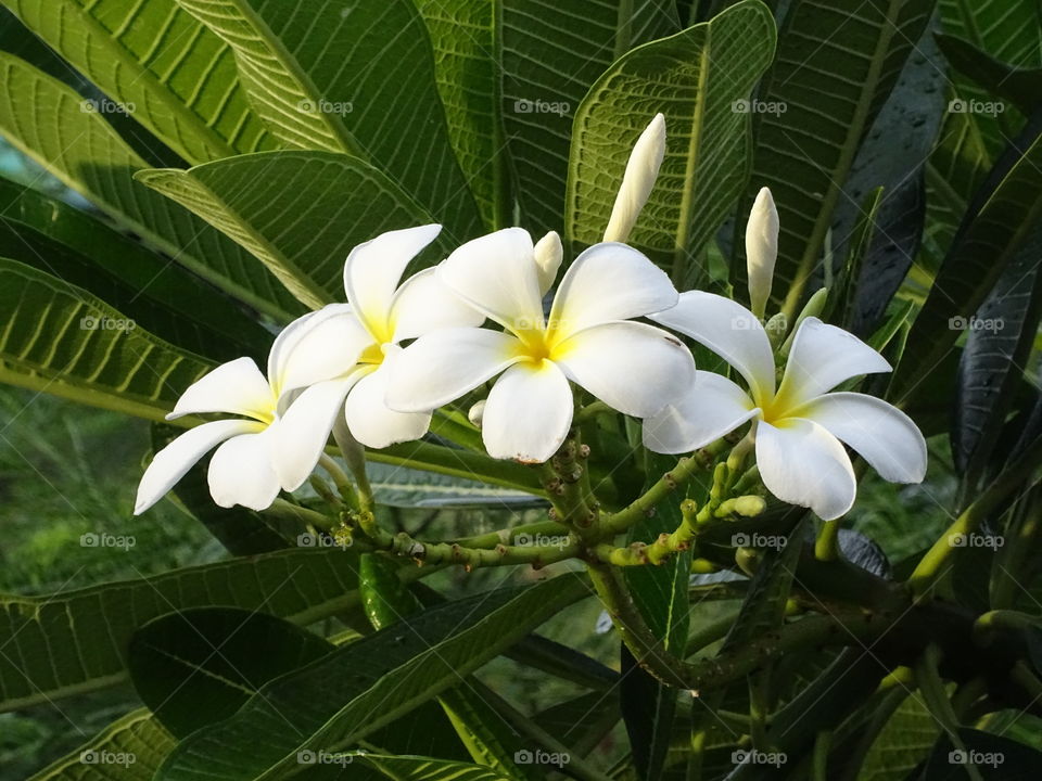 morning sunlight and flower