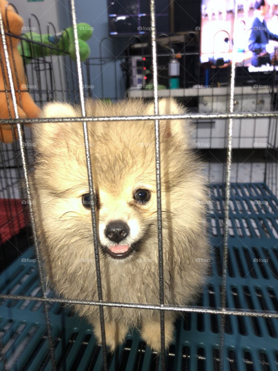 lovely puppy "pomeranian" is waiting in the stall.