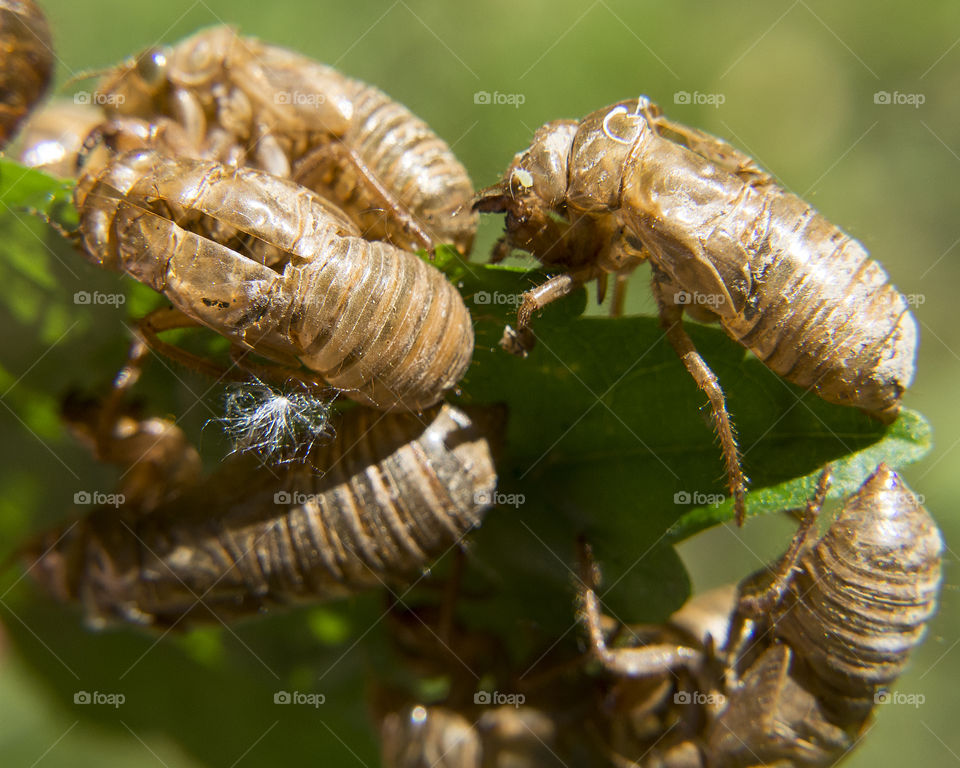 Shells from the seventeen year cicada 