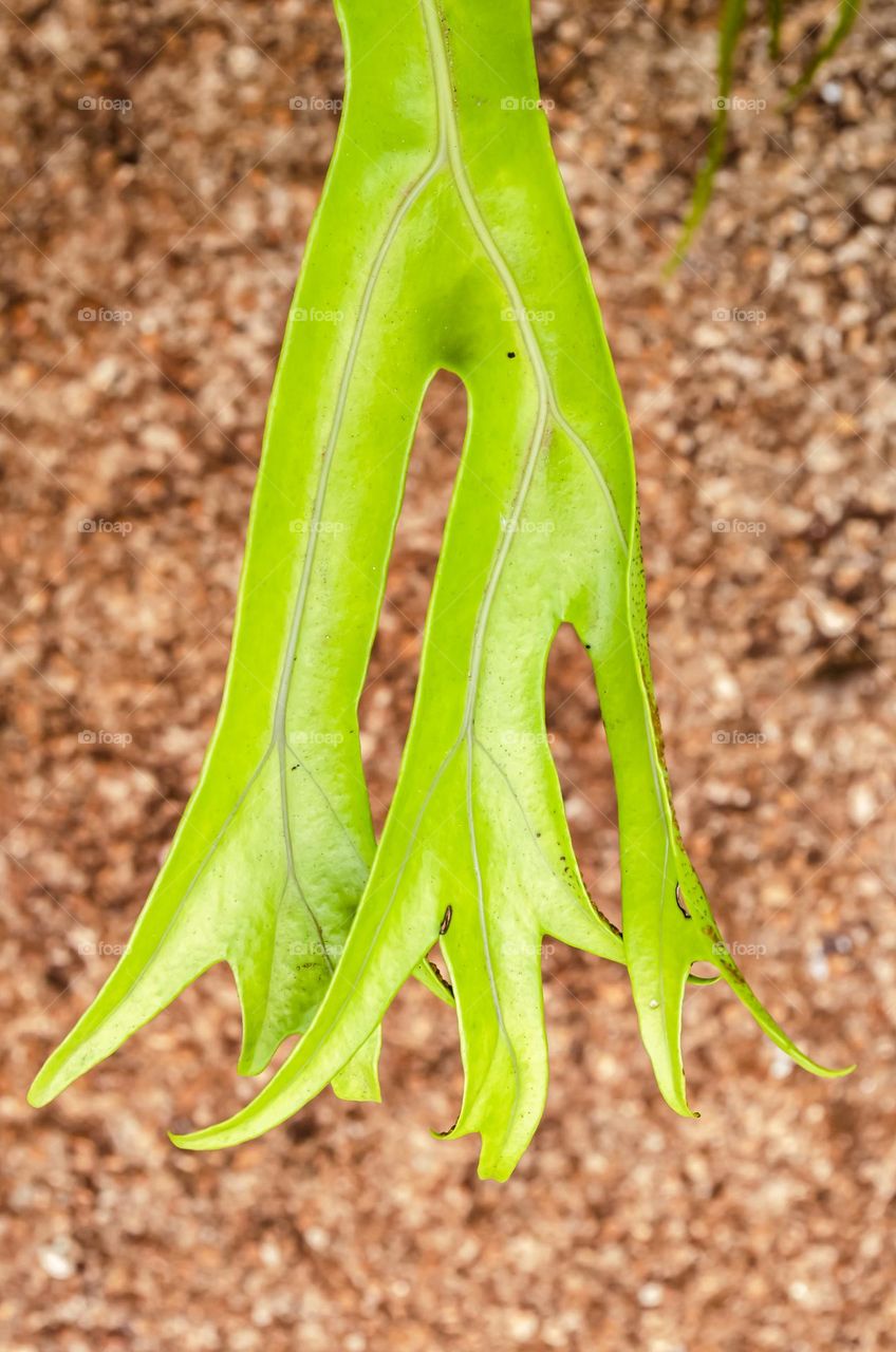 Staghorn Fern