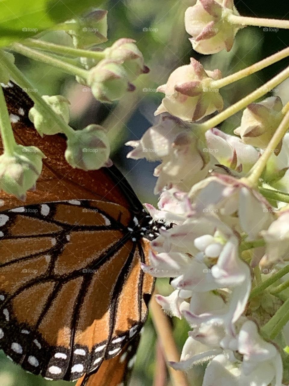 Monarch Butterfly 