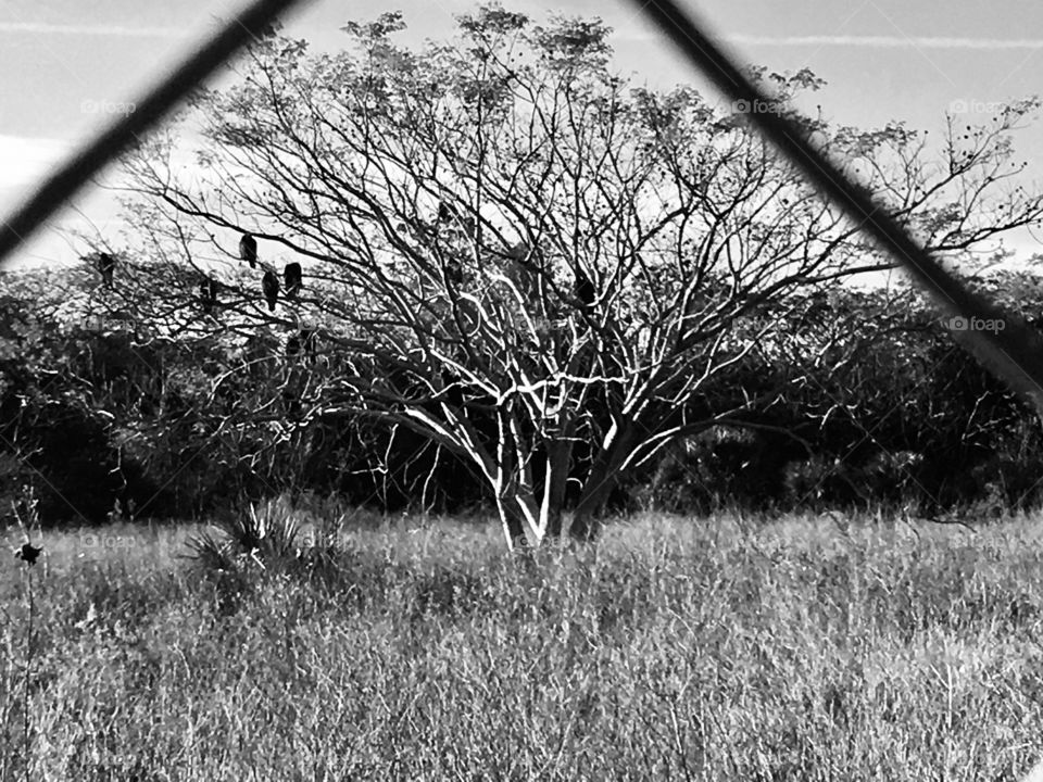 Vultures in a tree