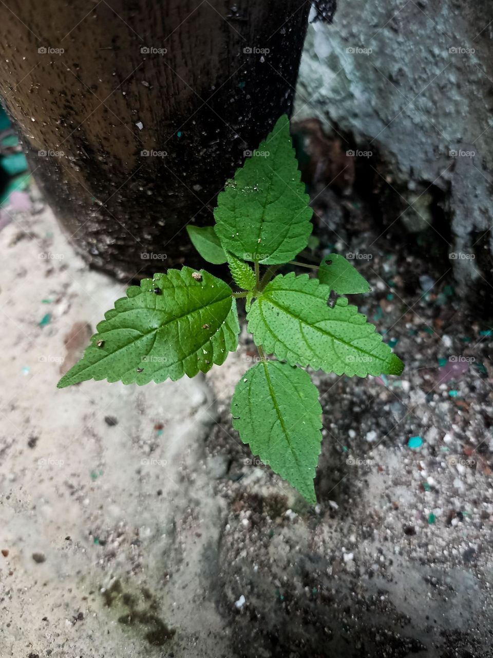 Close-up view of a young plant with green leaves growing around the trunk of an older, larger tree in high angle view