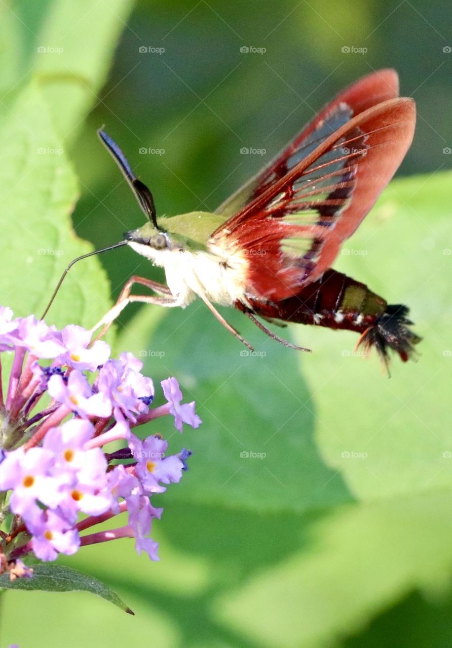 Hummingbird moth on purple flowers 