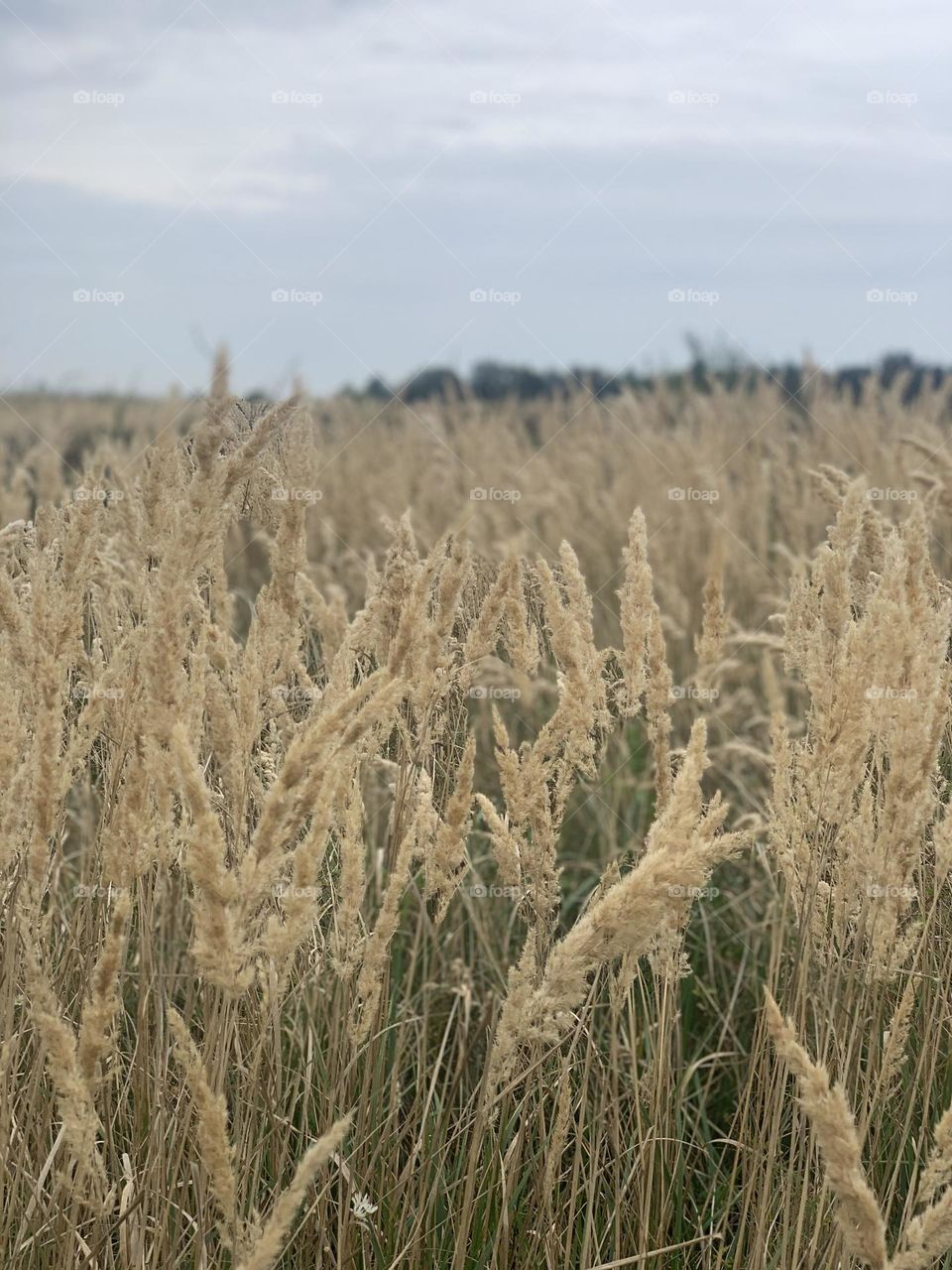 autumn grass