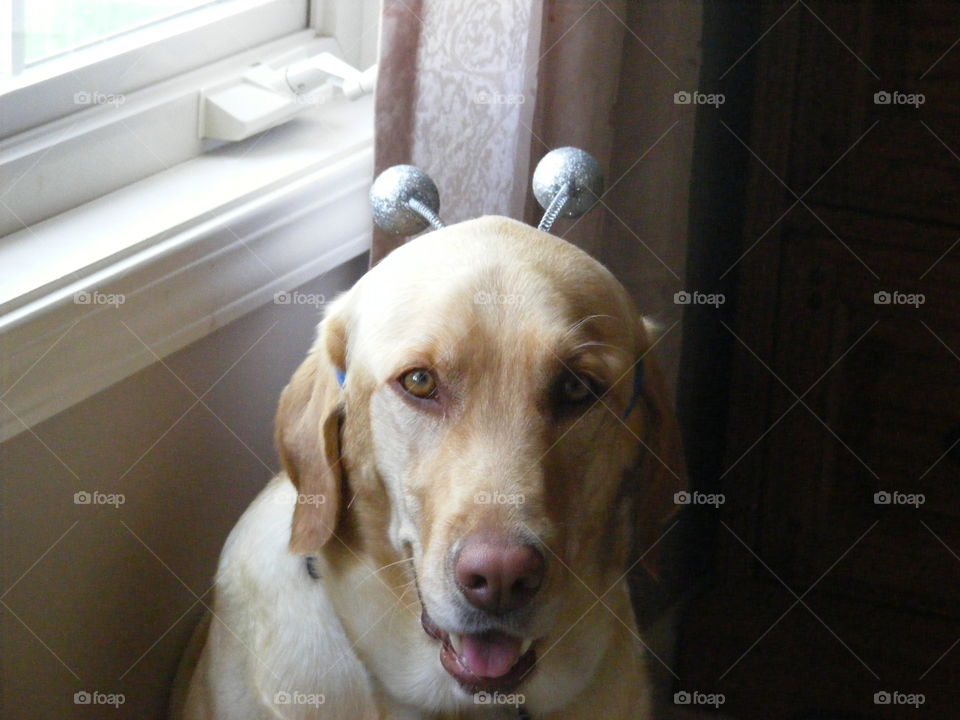 She doesn't mind wearing this silly headband.