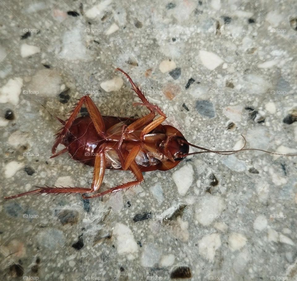 (PHOBIA OF COCKROACHES) can treat by talking about that stimulus so that the person can have mental images .During it  the his/her healthy should be checked and if he/she is in the normal state,after its photo they face the person with the creature