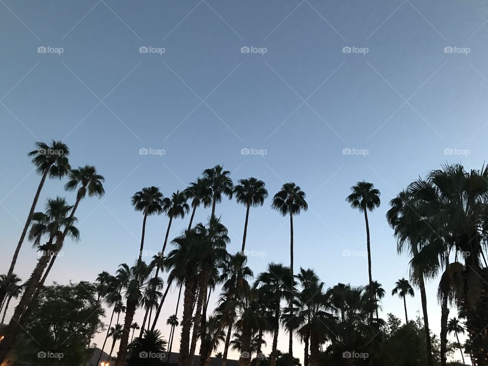Beautiful dark palm trees at dusk in Palm Springs against a striking blue sky that fades to pink 