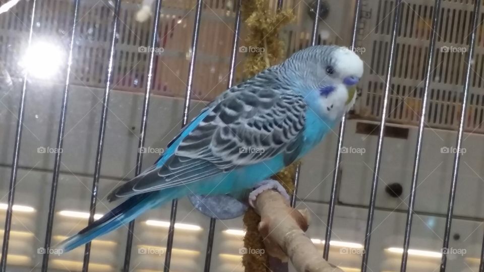 parakeet. parakeet in a cage