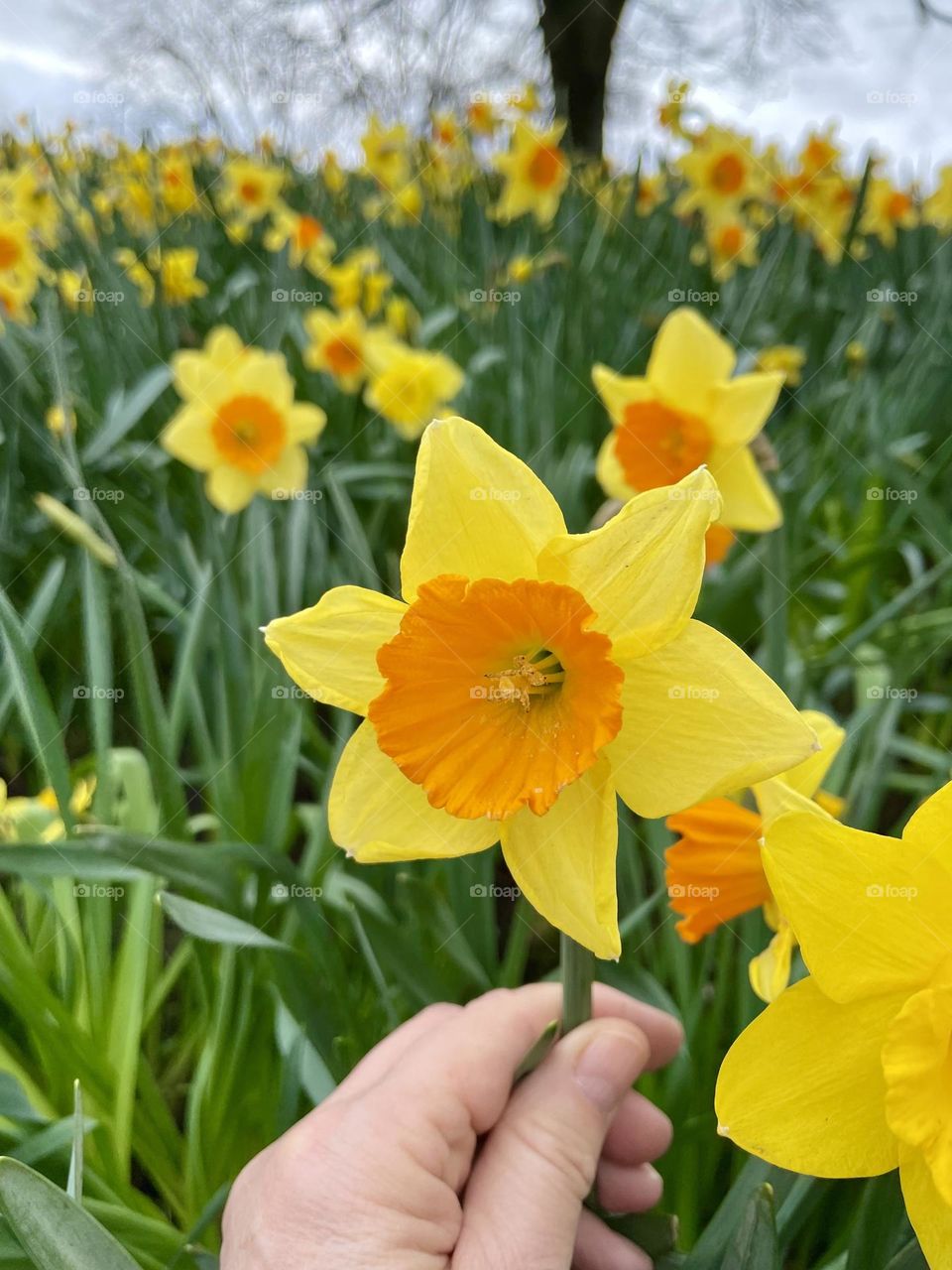 Daffodils in full flower on a pedestrian underpass on a roundabout in my home town 🌼