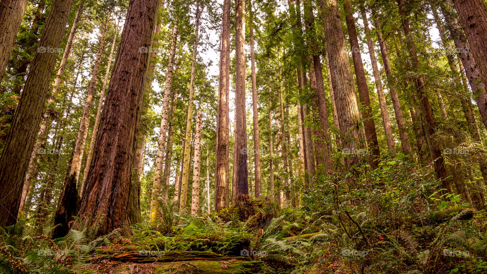 Redwood Forest