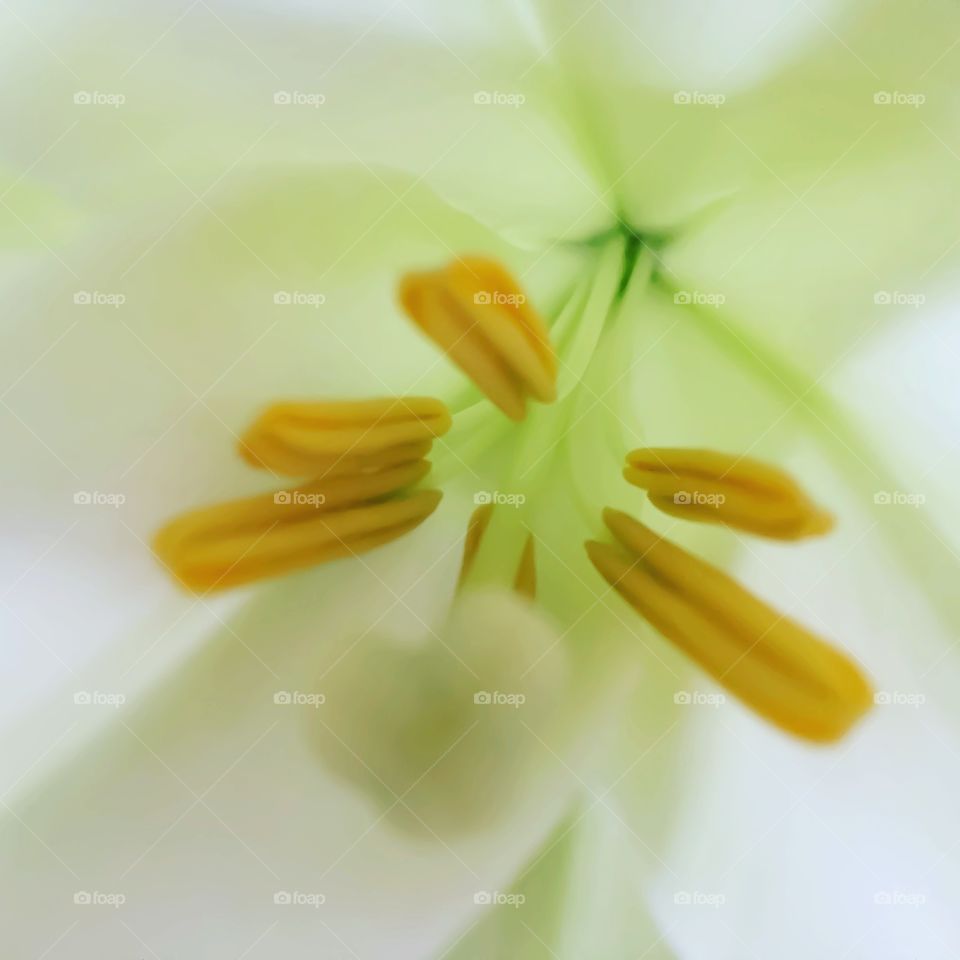 Macro lilies 