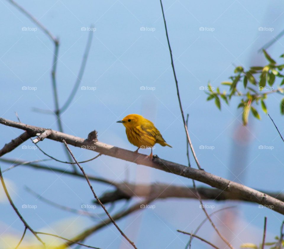 Yellow warbler aka "butter butts" 🟡💛