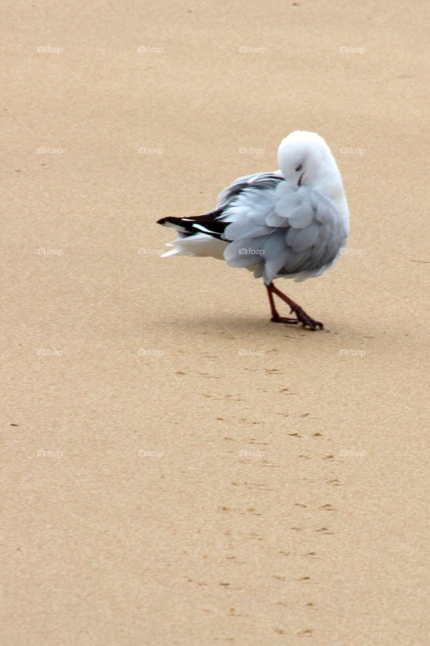 Seagull. 