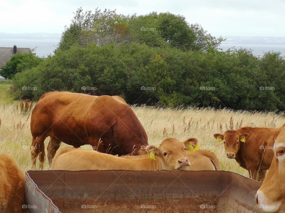 In the villages it is so beautiful, watching the animals while grazing is wonderful.  Sometimes there are those who want to pose while someone is taking pictures🙂