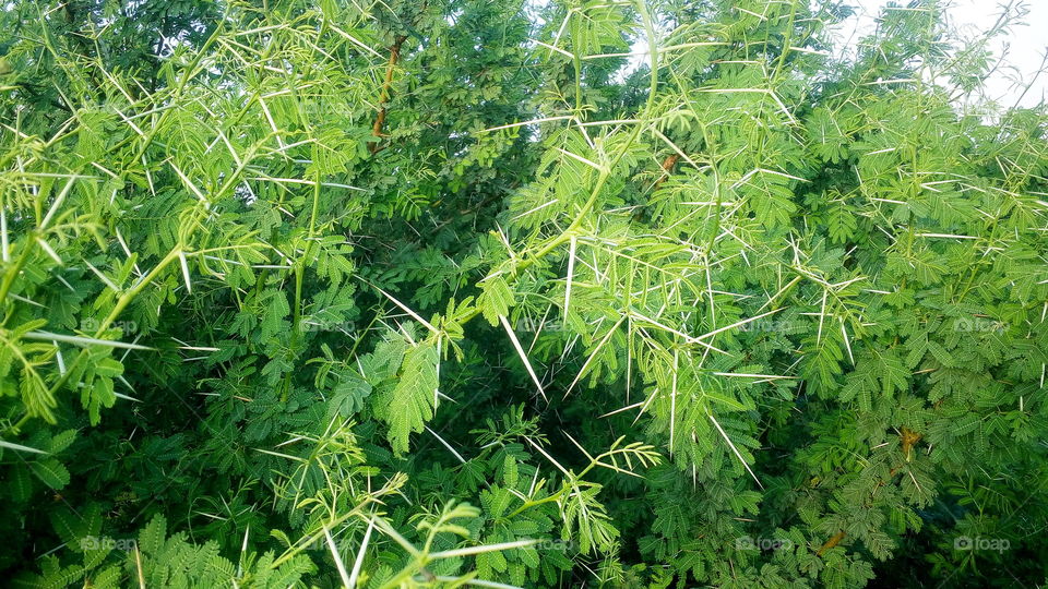 bapul tree
