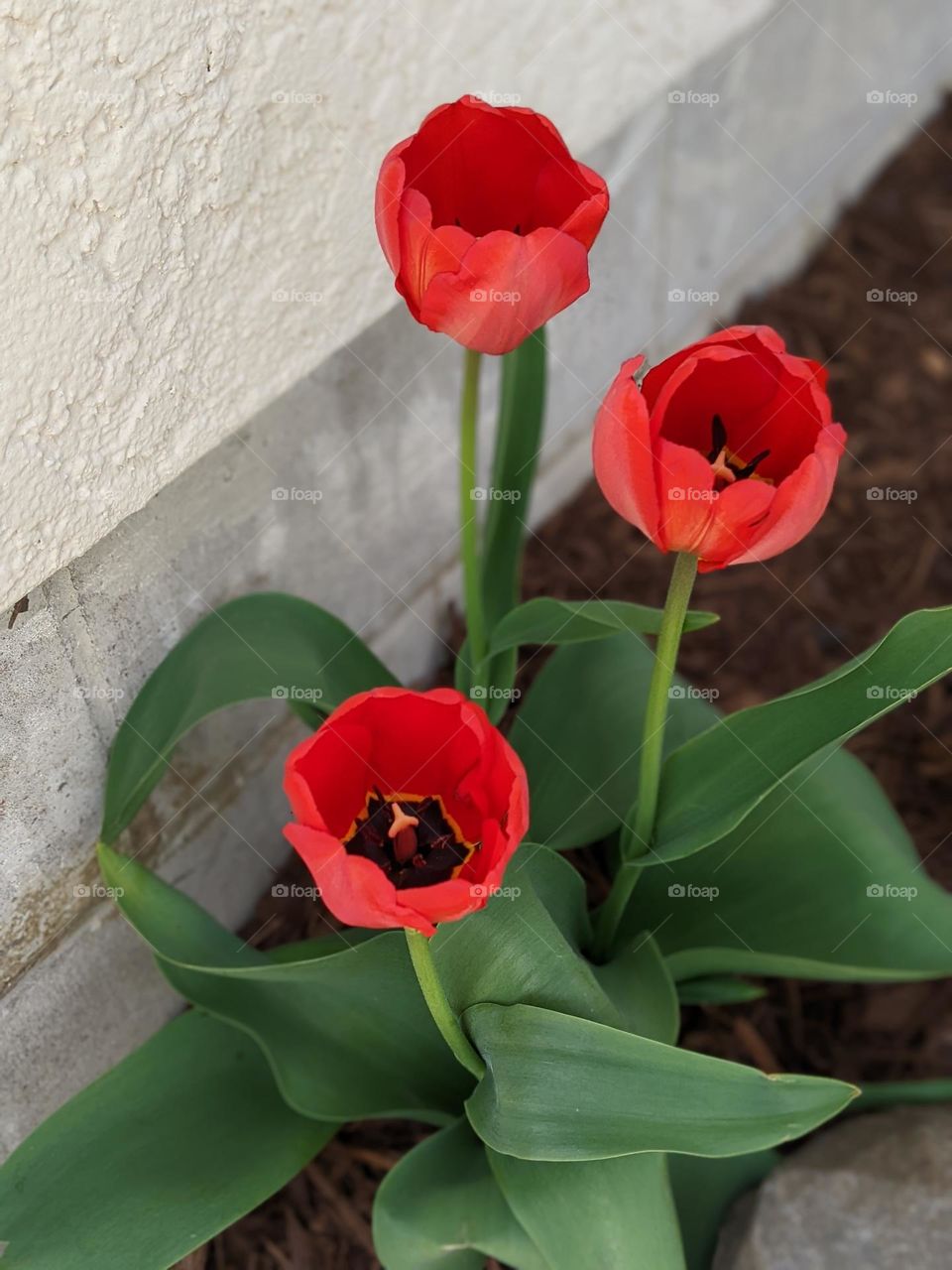 tulips in bloom