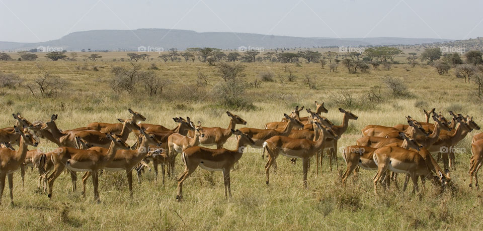 A herd of antelope in National Park Serengeti in Tanzania Africa.