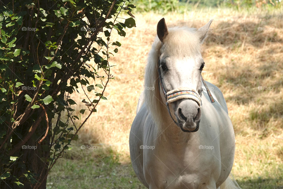 White Horse on a field during summer in Antwerp.