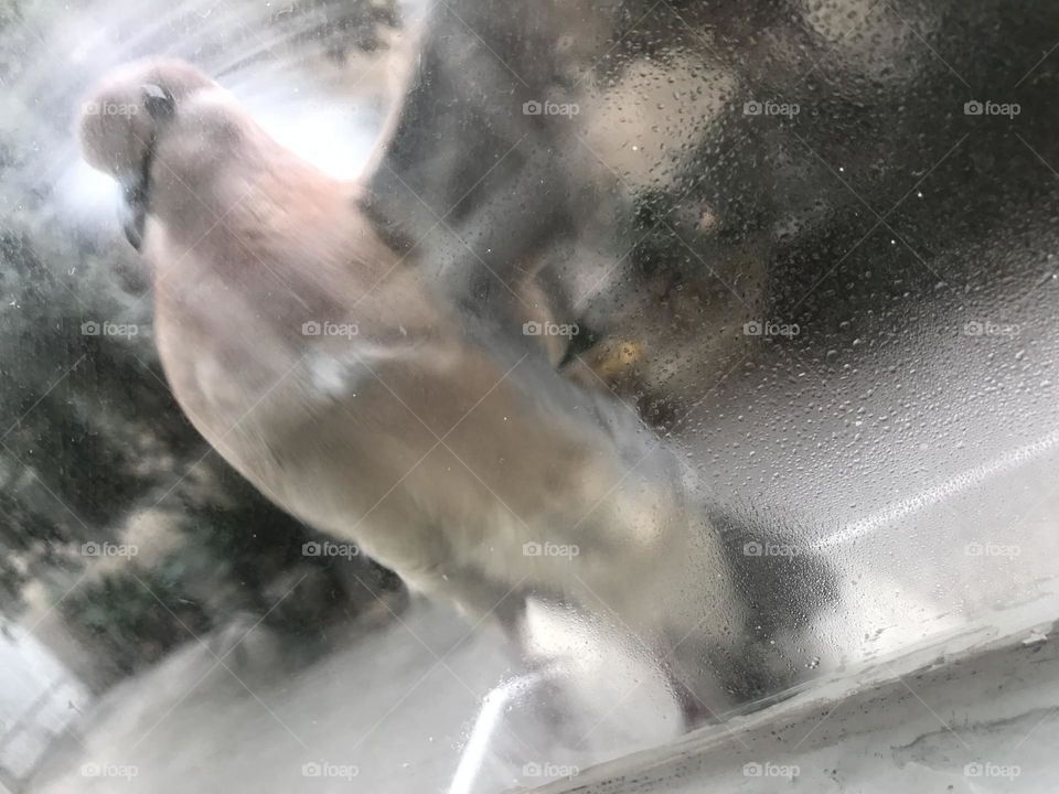 The story of flying and freedom. A laughing dove, fallen in love with light and growth.