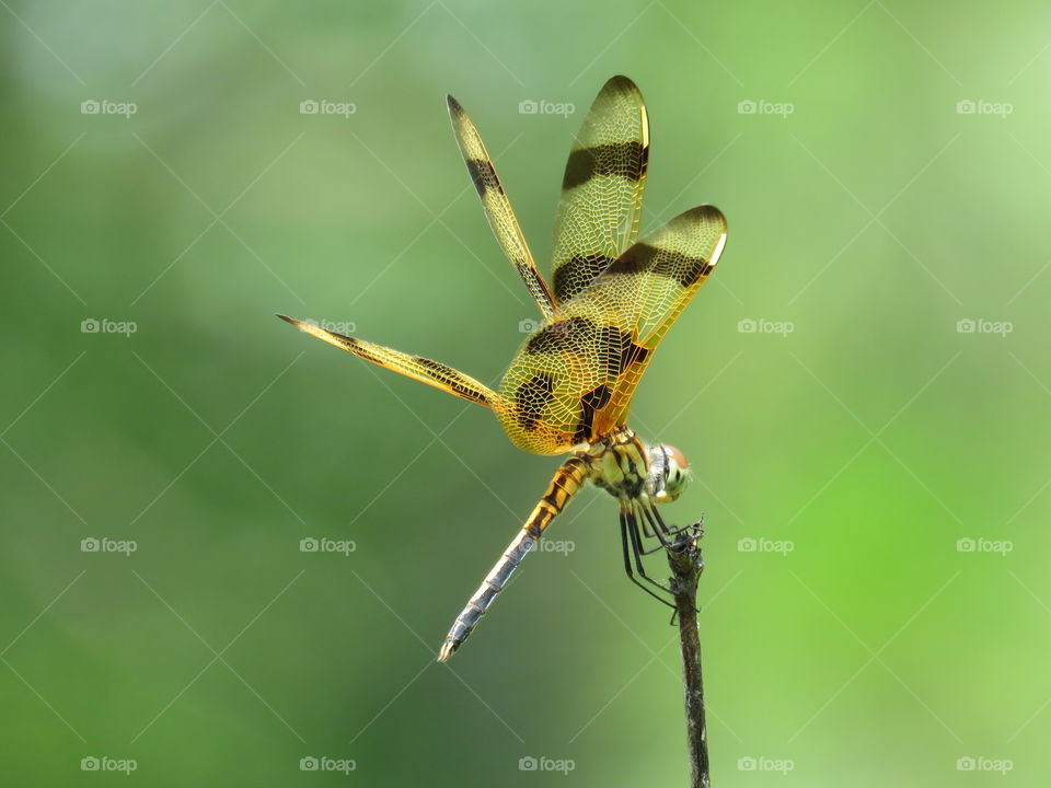 halloween pennant dragonfly