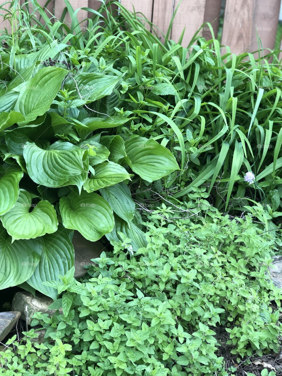 Green - hosta plant, oregano, and lily plant . 