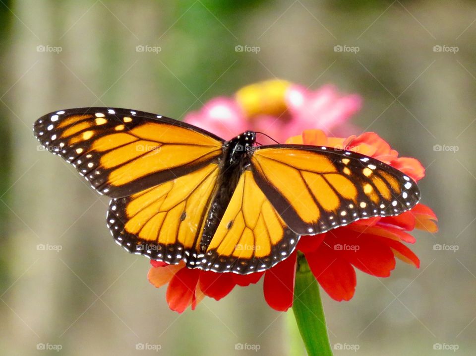 Monarch open winged on flower