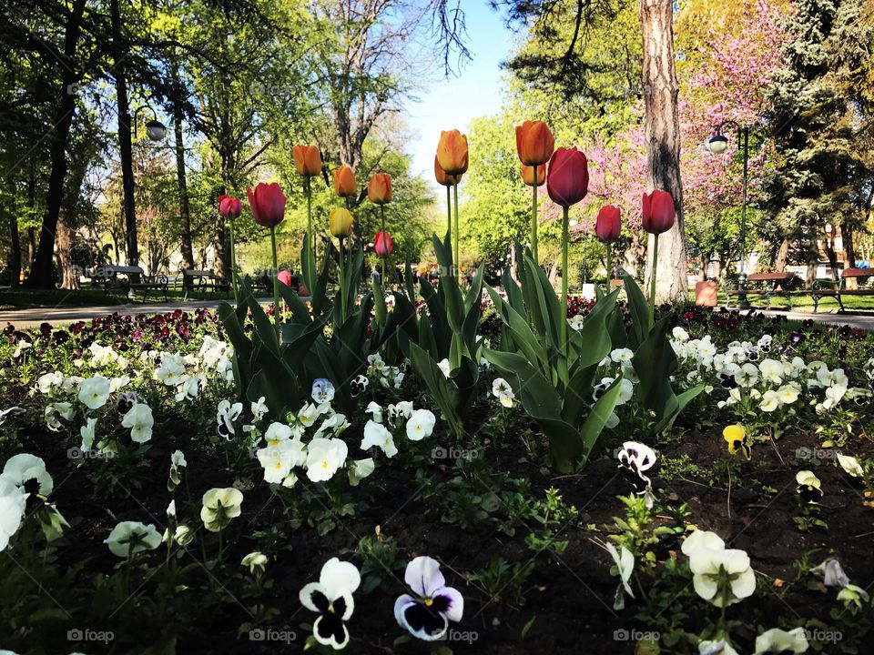 Tulips flowers blooming at public park