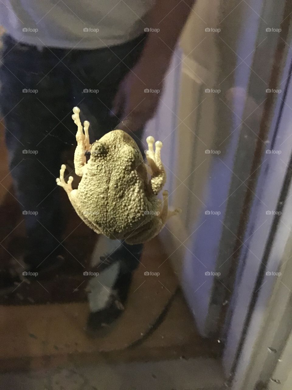 Frog on the door
