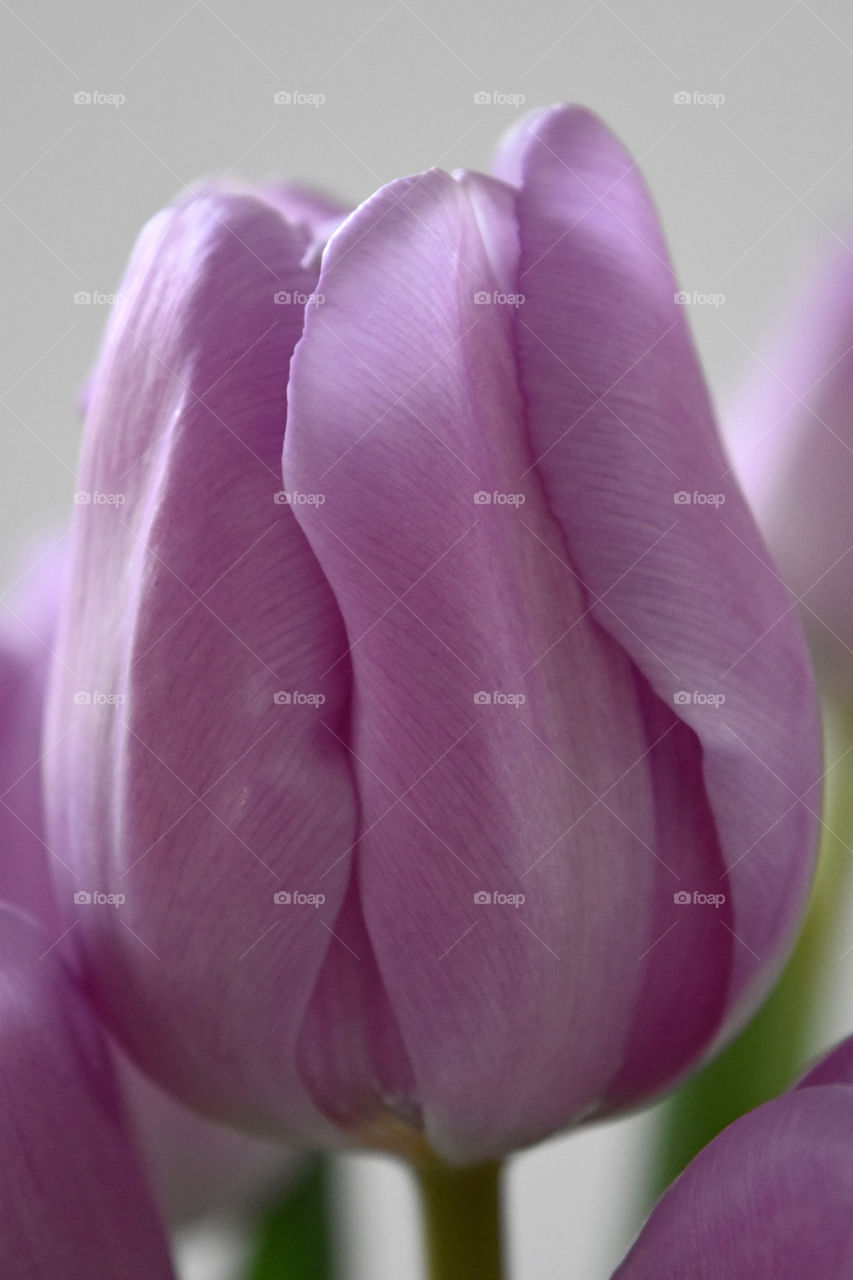 Extreme close-up of purple tulip flower