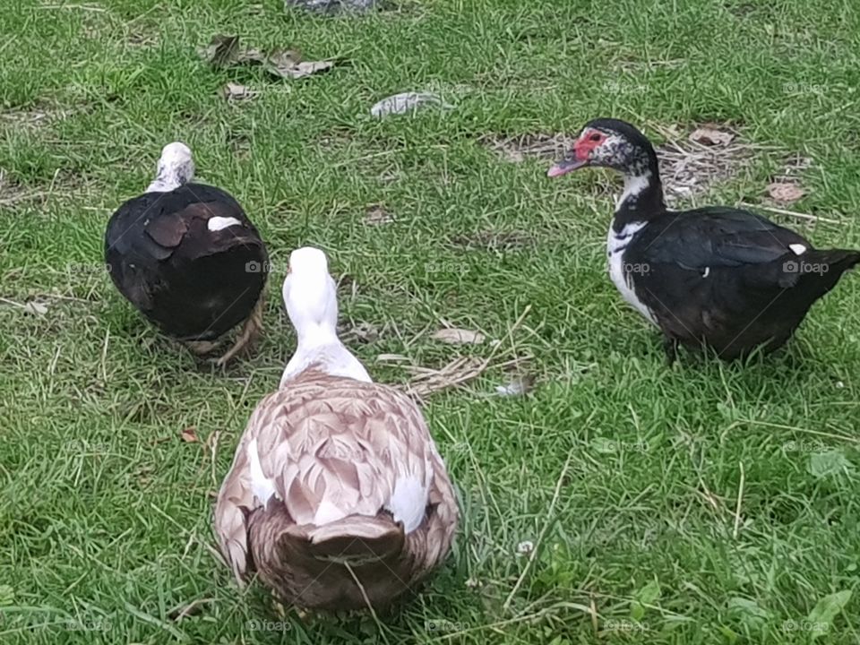 three special type ducks breed.