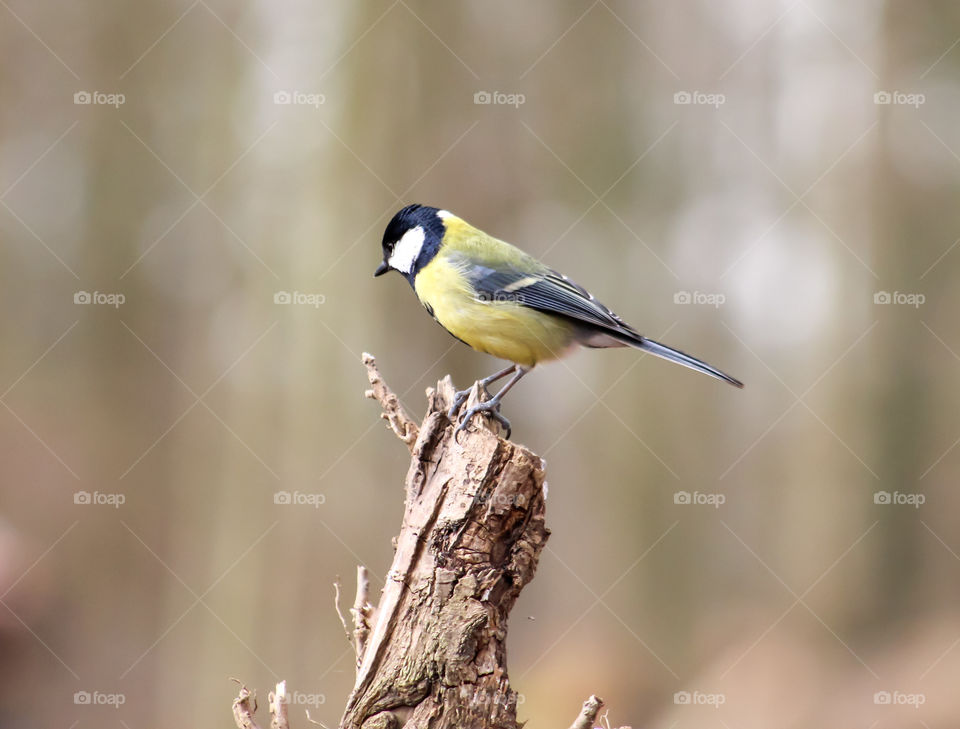 Great Tit