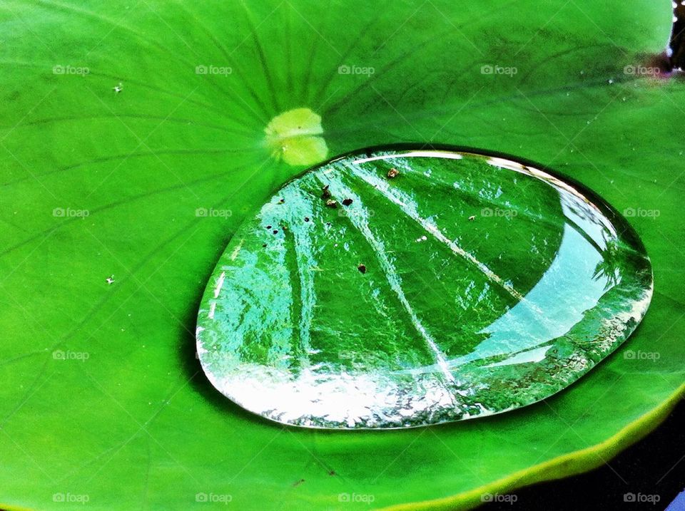 Drop of water on the lotus leaf