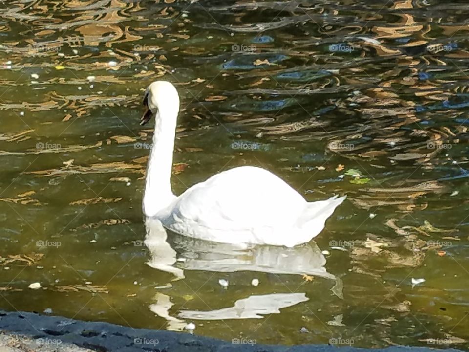 a swan in kuğlu park in Ankara