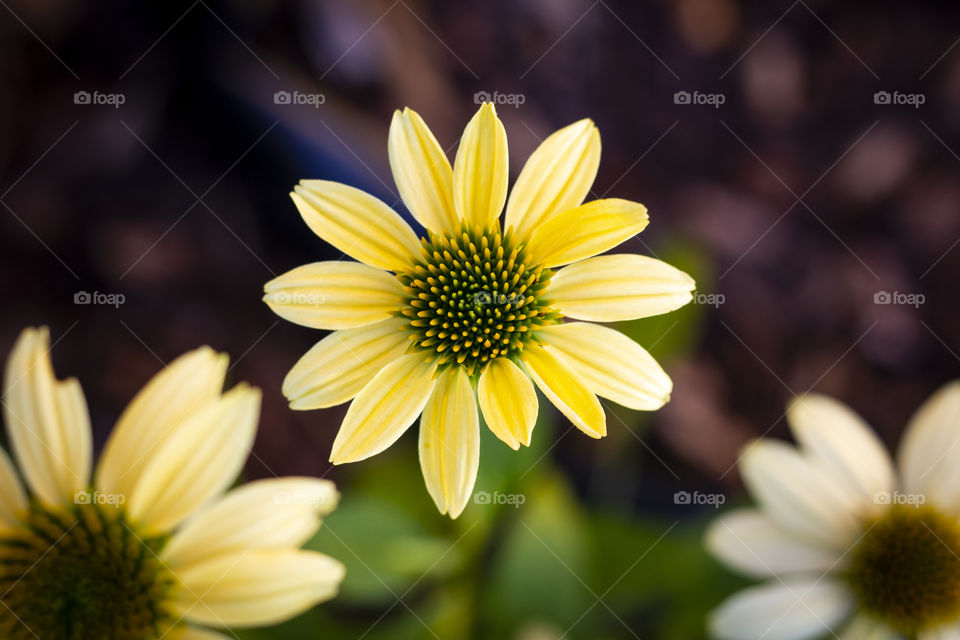 A top down portrait of a echinacea purpurea in a garden with some blurry other flowers of its kind. it is also called mellow yellow.